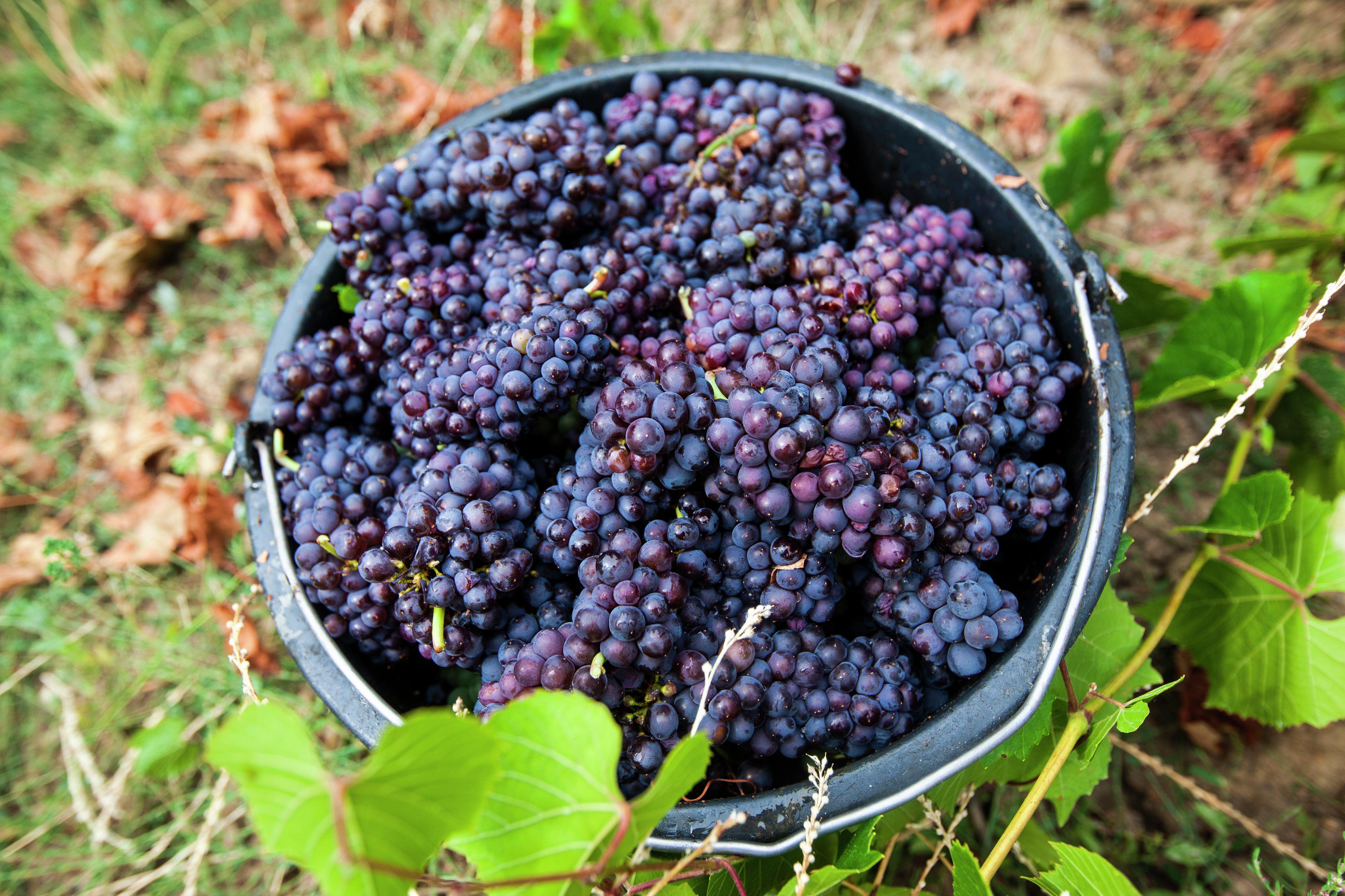 Сбор винограда на виноградниках &amp;laquo;Массандры&amp;raquo;