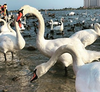 «Лебединому озеру» быть: как преобразится популярный объект под Евпаторией