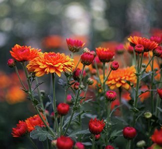 Проголосуй за Королеву: «коронованных» особ Бала хризантем выберут онлайн