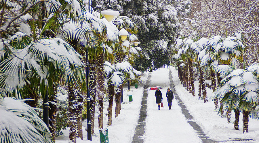 Пальмы в снегу