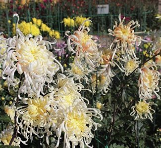 Кто она - королева бала: в Никитском ботсаду выбрали самую красивую хризантему