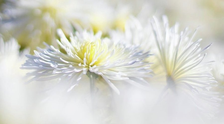 Бал хризантем