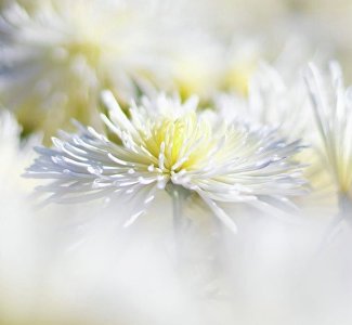 Борьба за корону: в Никитском ботсаду выбирают принцессу и королеву бала хризантем