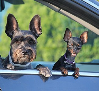 Три курорта Крыма вошли в рейтинг популярных городов для отдыха с питомцами
