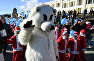 Мороз-парад в Ялте