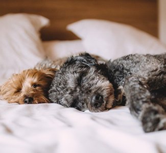 На отдых с питомцем: какие города Крыма попали в туристический рейтинг