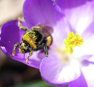 Никитский ботсад приглашает на фотопутешествие по Крыму
