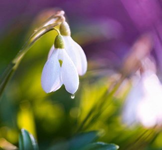 Где в Крыму найти подснежники