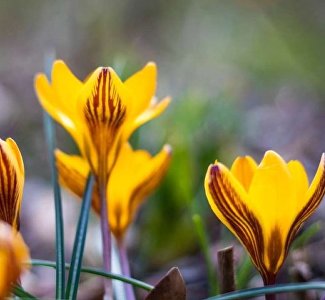 Любовь во время зимы: какой подарок дарит Никитский сад 14 февраля