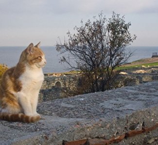 «Девять жизней Херсонеса»: история и загадки античных кошек