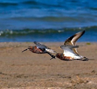 Царство пернатых: Тарханкут – в числе лучших мест для наблюдения за птицами