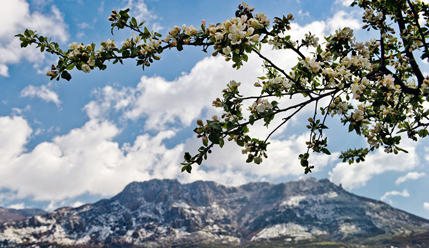 Ветка цветущего дерева. На дальнем плане горный массив Демерджи-яйла в Алуштинском регионе в Крыму