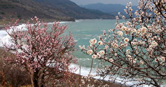 Цветущие деревья в Крыму. Мыс Агира