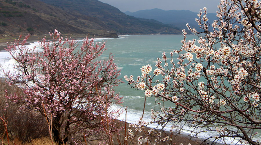 Цветущие деревья в Крыму. Мыс Агира