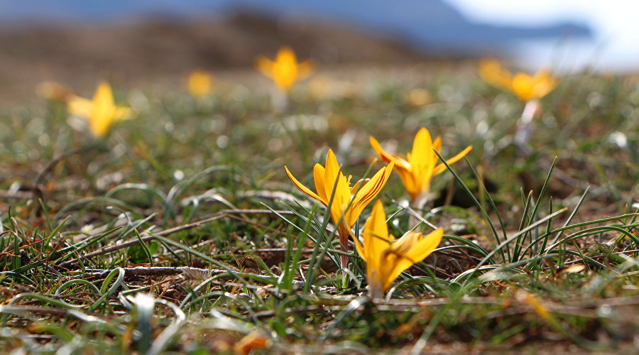 Цветущие крокусы в бухте Капсель