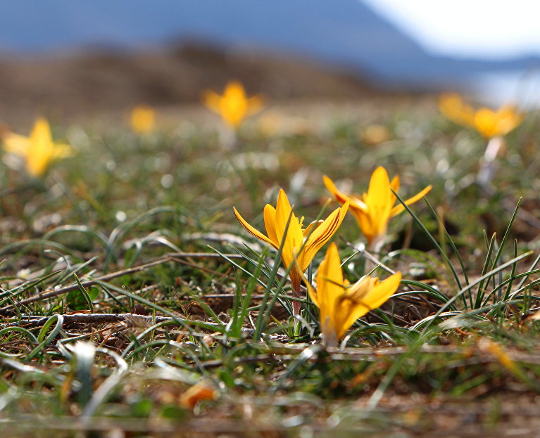 Цветущие крокусы в бухте Капсель