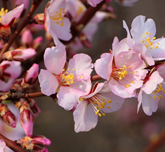 «Праздник цветущего миндаля» в Алуште: кто и как может поучаствовать