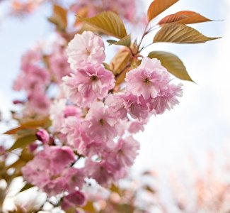 Праздник цветения: в Ялте открылся фестиваль сакуры