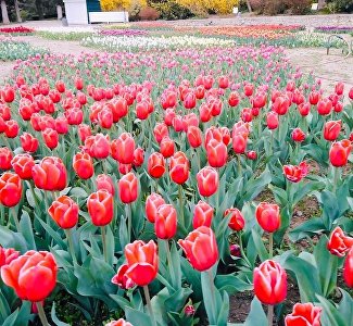 Виртуальная прогулка среди тюльпанов: что цветёт в Никитском ботсаду